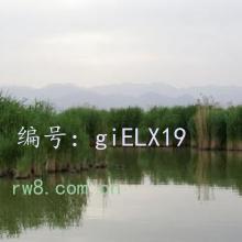 ṹ