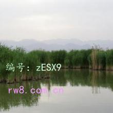 츲